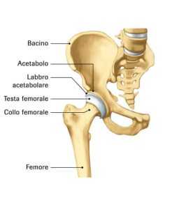 anatomia anca