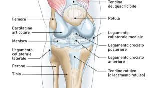 anatomia-ginocchio