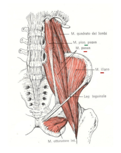 muscoli anca